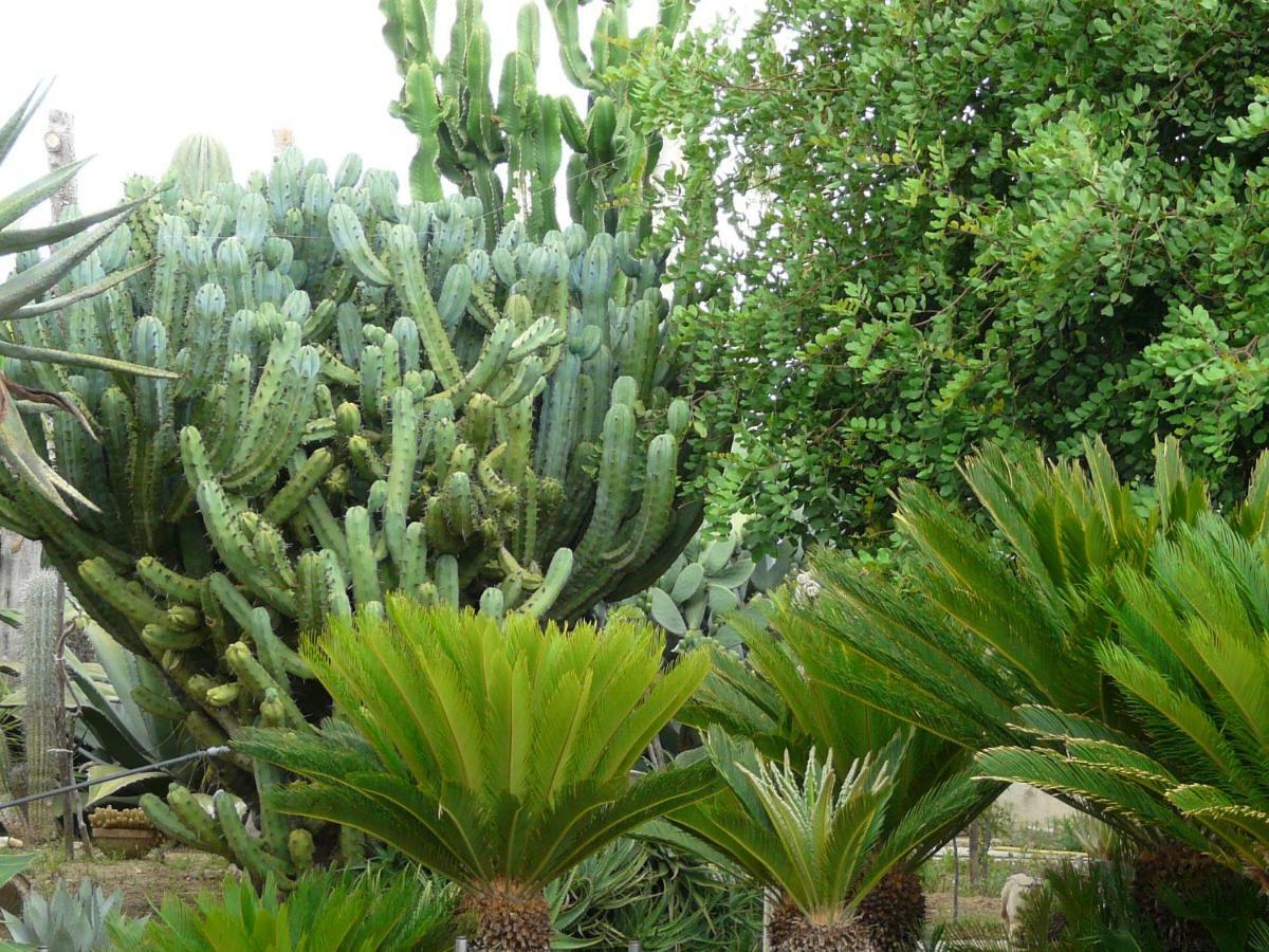 Villa Yucca Avola Bagian luar foto