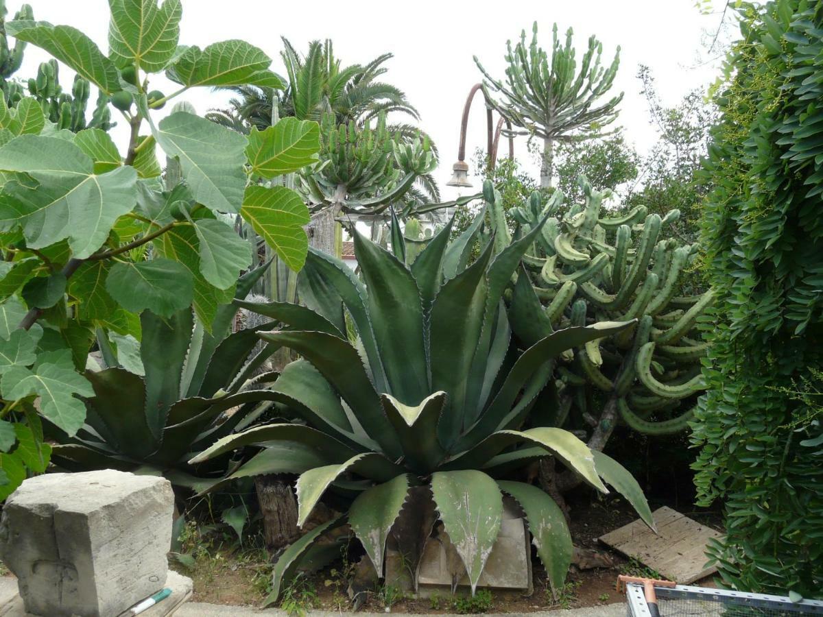 Villa Yucca Avola Bagian luar foto